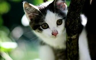 Widescreen HD Wallpaper Animals Little Cautious Kitten