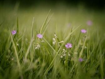 Go Back Gallery For Mac Background Flowers