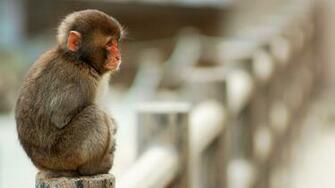 Monkey Wallpaper HD Pictures One