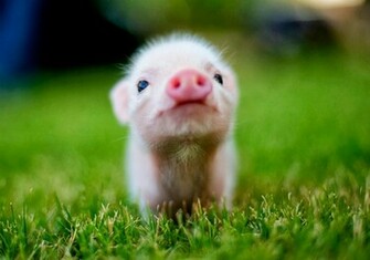 Cute Baby Animals Animal Info