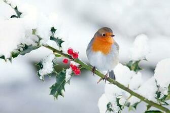 Christmas Greeting Cards Pictures Photos