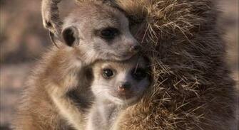 Meerkat Wallpaper