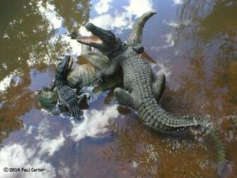 A Feast For Deinosuchus By Carnosaur