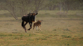 Wildebeest Wallpaper For Computer