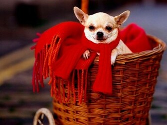 Chihuahua Christmas Wallpaper Teddybear64