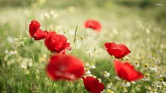Wallpaper Poppies And Chamomille