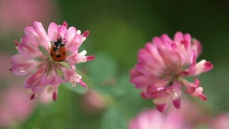 Ladybug On A Clover Flower Wallpaper
