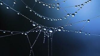 Beautiful Water Drops Wallpaper Weneedfun