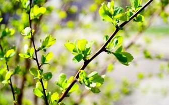 Spring Green Leaves Bud Photo Branch Blur Background Wallpaper