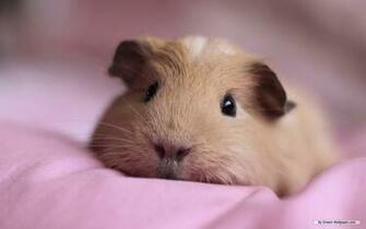 Wallpaper Animal Guinea Pig