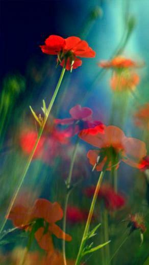 Red Flowers iPhone Wallpaper