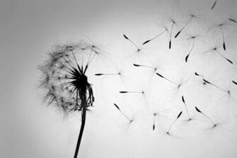 Dandelion Black White Wall Mural Photo Wallpaper Photowall