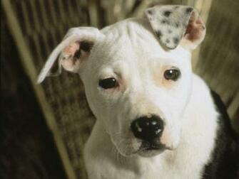 Funny Small American Pitbull Terrier Photo And Wallpaper