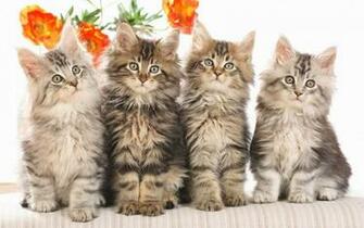 Cat Wallpaper And Image Pictures Photos