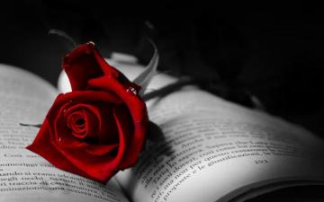 Red Rose