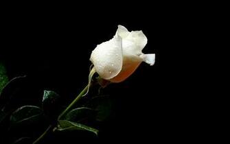 Flowers Rose Water Drops White Wallpaper Background