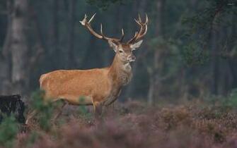 Deer Desktop And Mobile Wallpaper Wallippo