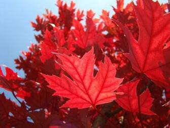 Red And Orange Colors Produced By Pigments Called Anthocyanins May