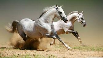 Horses HD Desktop Wallpaper Widescreen High Definition