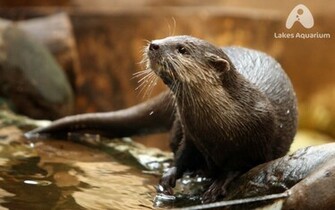 Otters Wallpaper Desktop