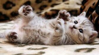 Cat Wallpaper For Desktop Coolz HD