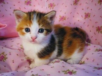 Cute Cats