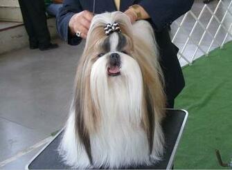 Beautiful Wallpaper Shihtzu Dog