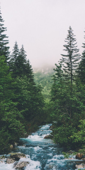 Forest Green Trees Water Stream Wallpaper Pretty