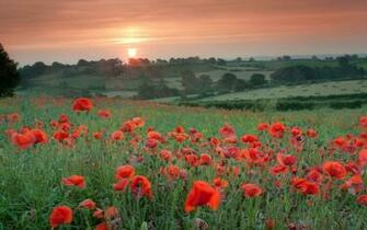 Poppy Field Wallpaper