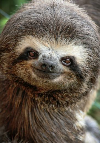 Sloth Wallpaper Weddingdressin