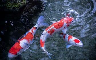 Koi Pond Wallpaper