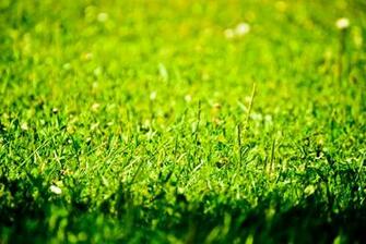 Wonderful Grass Wallpaper By Dnano Dccft