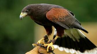 Birds Falcon Bird Wallpaper Full HD