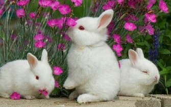 Rabbit Wallpaper HD And Make This For