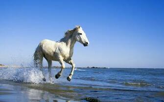 White Image Stunning Horse HD Wallpaper And Background