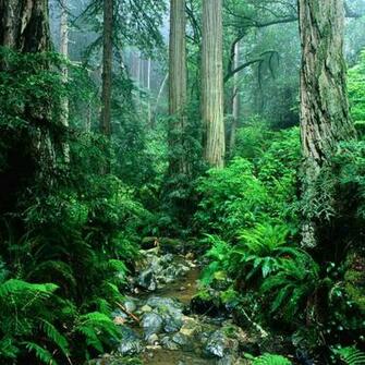 Pics Photos Tropical Rainforest HD Wallpaper