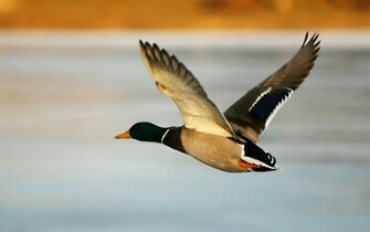 Flying Birds Wallpaper Desktop