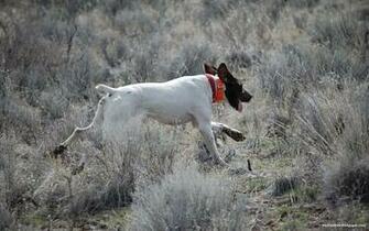 Pheasant Hunting Dog Desktop Wallpaper