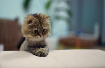 Cats Kittens Glance Animals Cat Kitten Baby Wallpaper