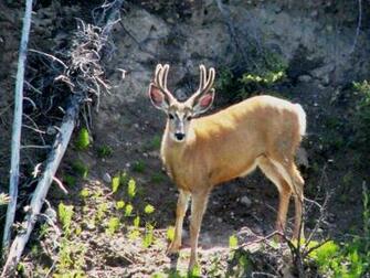 Monster Buck Wallpaper Pictures