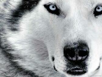 Siberian Husky Wallpaper