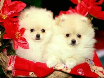 Cute Puppy Wallpaper