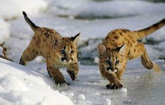 Wallpaper Ice Winter Snow Cats Utah Usa Uinta National