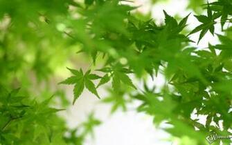 Marijuana Pictures Wallpaper Screensaver On Your Desktop