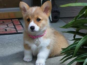 Corgi Cute Puppies Dog Wallpaper For Your Computer Desktop Chihuahua