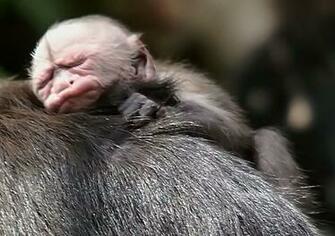 Pictures Of Monkeys Spider Monkey Baby Capuchin Squirrel