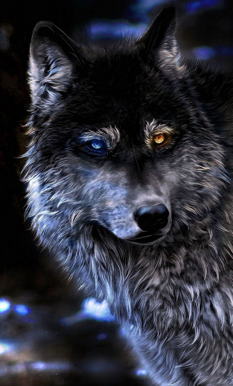 Wolf iPhone Wallpaper HD