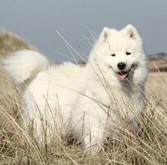 White Samoyed Cute Dog Wallpaper Wallpapermine