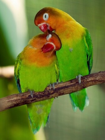 Love Birds