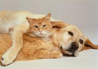 Animals Zoo Park Cute Cat With Dog Wallpaper